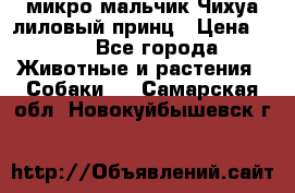 микро мальчик Чихуа лиловый принц › Цена ­ 90 - Все города Животные и растения » Собаки   . Самарская обл.,Новокуйбышевск г.